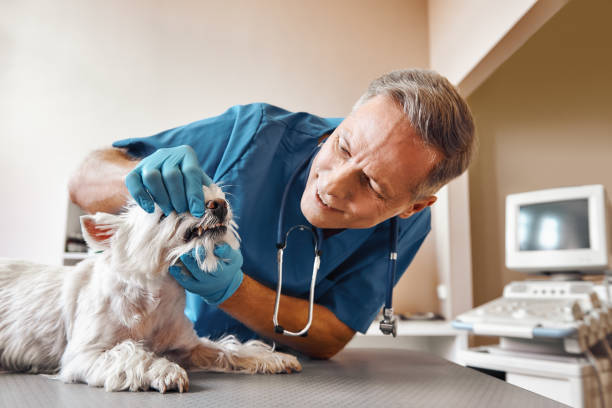 Best Emergency Dental Care for Trauma or Injury in Gulf Hills, MS